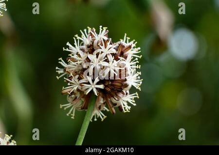 Fiori di Dracaena Fragrans o dracaena cornstalk comunemente noto come pianta di mais, fuoco selettivo Foto Stock
