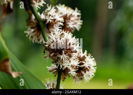 Fiori di Dracaena Fragrans o dracaena cornstalk comunemente noto come pianta di mais, fuoco selettivo Foto Stock