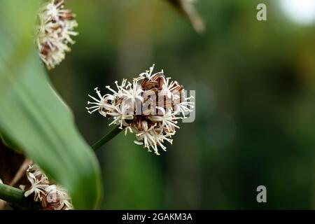 Fiori di Dracaena Fragrans o dracaena cornstalk comunemente noto come pianta di mais, fuoco selettivo Foto Stock