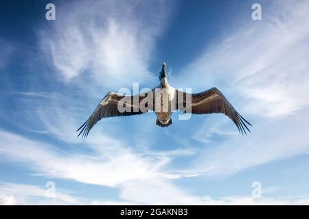 Uccello Pellicano che vola a Varadero, Cuba Foto Stock