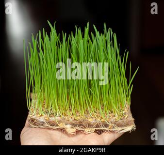 Grani di grano germogliati, micro-verdi nella mano da vicino. Grani di grano germogliati, micro-verdi nella mano da vicino. Micro verde di grano germinato. Sprou Foto Stock