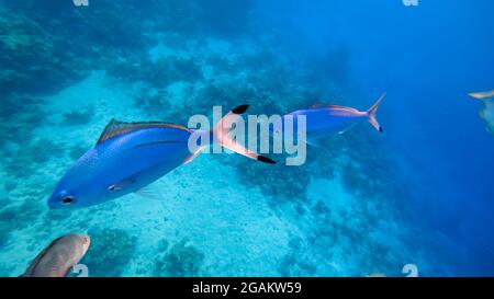 primo piano di un pesce blu che nuota lungo il fondo. Foto Stock