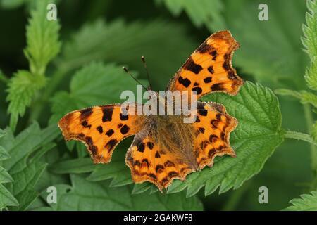 Una bella virgola Butterfly, Polygonia c-album, che riposa su una pianta di ortica pungente. Foto Stock