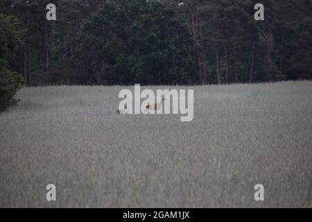 Reh mit Rehkitz im Feld in Brandengurg, Germania Foto Stock