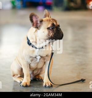 Cane bulldog francese Foto Stock