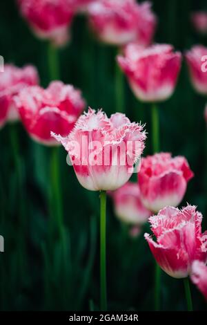 Bianco e fiori di colore rosa tulipani nel giardino di primavera Foto Stock