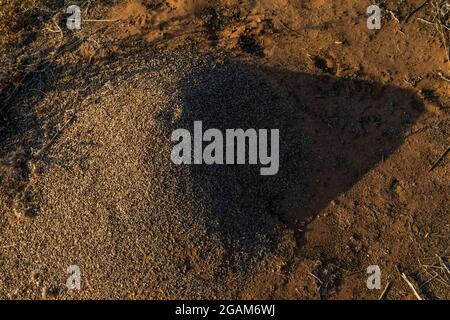 Anthill che getta lunghe ombre all'Island Park nel Dinosaur National Monument, Utah, USA Foto Stock