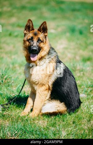 Bel cane Pastore Tedesco marrone giovane seduto in erba verde Foto Stock