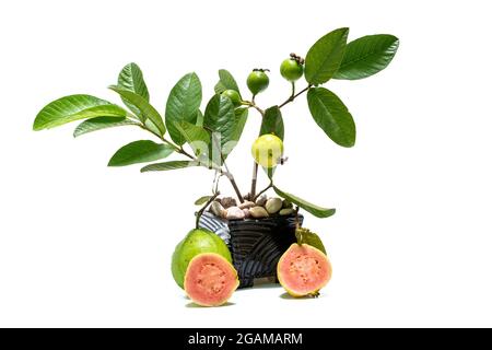 Guava pianta in vaso su sfondo bianco Foto Stock