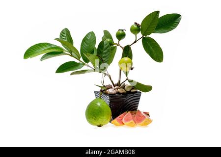 Guava pianta in vaso su sfondo bianco Foto Stock