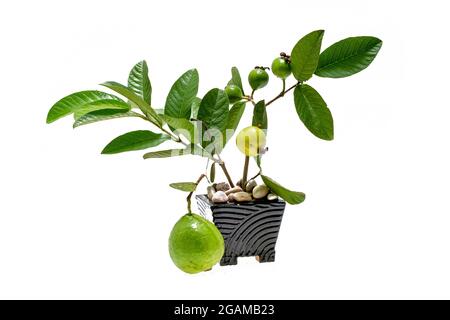 Guava pianta in vaso su sfondo bianco Foto Stock