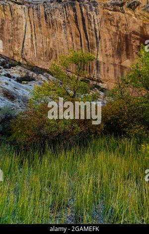 Box Canyon Trail presso la Josie's Cabin nel Dinosaur National Monument, Utah, USA Foto Stock