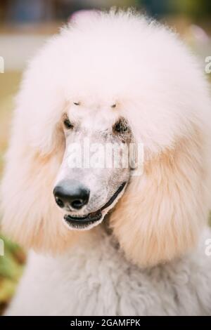 White Poodle cane primo piano Ritratto Foto Stock