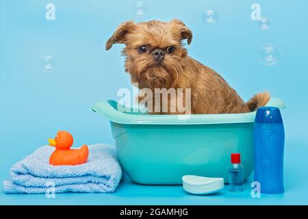 Il cane Brussels Griffon si lava in un bacino su sfondo blu Foto Stock