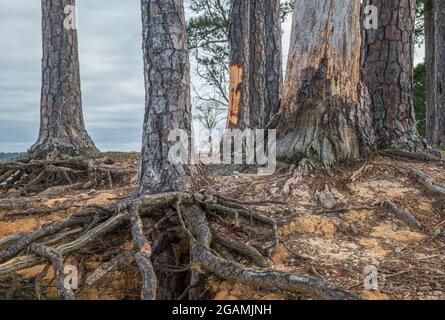 Alberi in decadimento con radici esposte da erosione appesa sul bordo del litorale presso il lago in primo closeup primavera Foto Stock