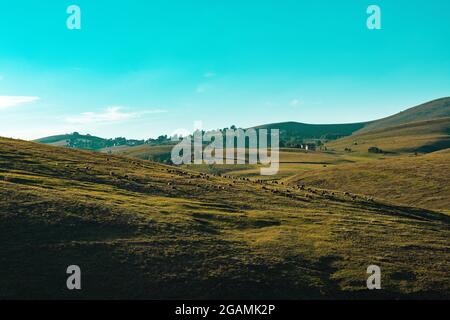 Mandria di pecore che pascolano sul pendio di montagna Zlatibor in primavera tramonto, bellissimo paesaggio Foto Stock