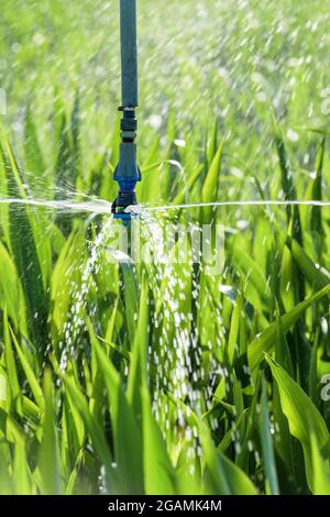 Sorgo colture irrigazione piantagione, primo piano con fuoco selettivo Foto Stock