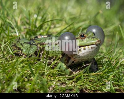 Rana di palude maschile Belaring Foto Stock