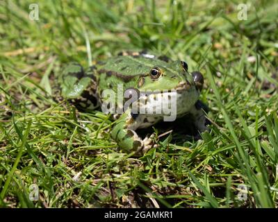 Rana di palude maschile Belaring Foto Stock