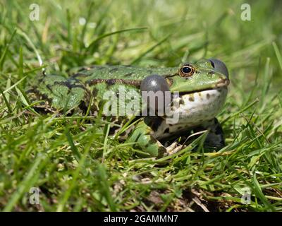 Rana di palude maschile Belaring Foto Stock