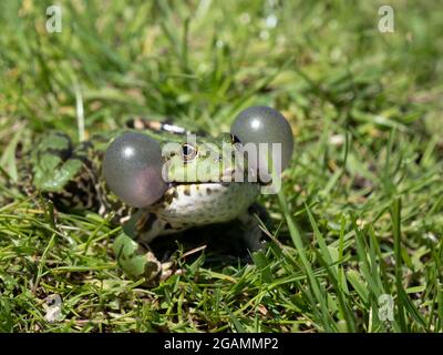 Rana di palude maschile Belaring Foto Stock