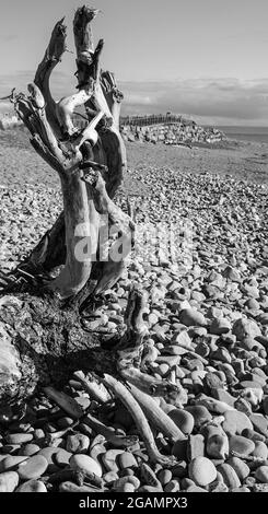 Albero di Driftwood sulla spiaggia di ghiaia di Porthcawl, Galles Foto Stock