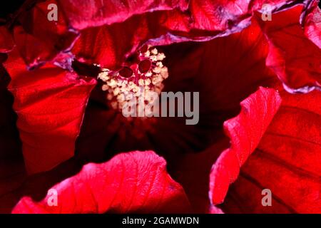 La parte anteriore di un fiore di hibiscus rosso duro collassato (bloom) che mostra la corolla che circonda gli organi riproduttivi maschili (stamen) e femminili (pistil) Foto Stock