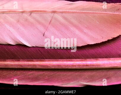 Immagine macrofotografica di due piume d'uccello sovrapposte illuminate con luce rossa mentre su sfondo nero. Foto Stock