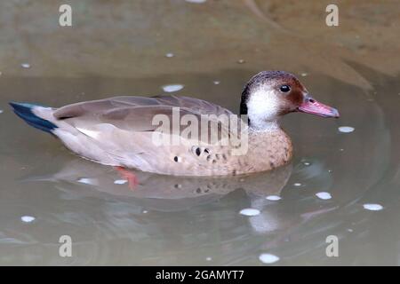 Maschio di Teal Brasiliano (Amazonetta brasiliensis) nuoto isolato in un lago. Foto Stock