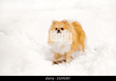 Pomeranian in una passeggiata in inverno. Cane su una passeggiata Foto Stock