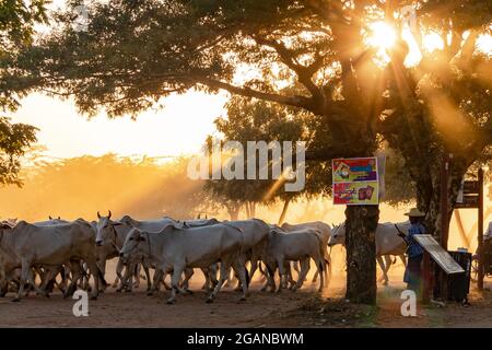 Nella polvere e nella retroilluminazione, un agricoltore guida il suo bestiame attraverso una strada nel complesso del tempio di Bagan in Myanmar Foto Stock