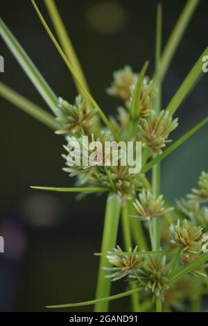 Galingale pallido fiorisce in uno stagno Foto Stock