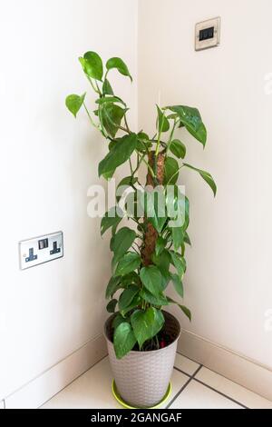 Epipremnum aurem o Devils Ivy pianta in una pentola posta nell'angolo della stanza Foto Stock