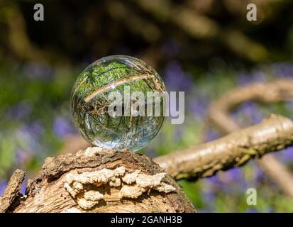 Crystal Photo Lens Magnifying Glass sfera sferica che mostra un'immagine capovolta di rami di alberi di bosco e Bluebells per macro ambientatori Foto Stock