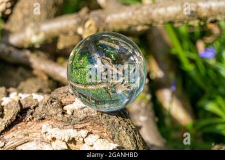 Crystal Photo Lens Magnifying Glass sfera sferica che mostra un'immagine capovolta di rami di alberi di bosco e Bluebells per macro ambientatori Foto Stock