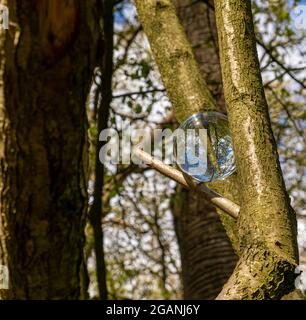 Crystal Photo Lens Magnifying Glass sfera sferica che mostra un'immagine capovolta di rami di alberi di bosco e Bluebells per macro ambientatori Foto Stock