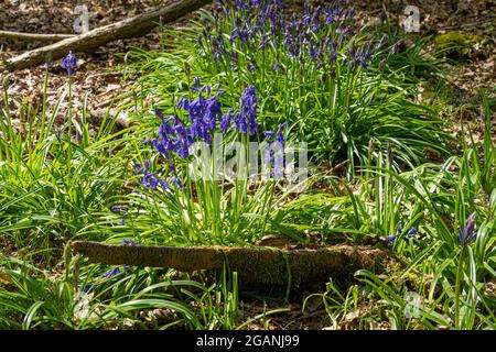 Crystal Photo Lens Magnifying Glass sfera sferica che mostra un'immagine capovolta di rami di alberi di bosco e Bluebells per macro ambientatori Foto Stock