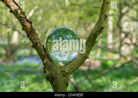 Crystal Photo Lens Magnifying Glass sfera sferica che mostra un'immagine capovolta di rami di alberi di bosco e Bluebells per macro ambientatori Foto Stock