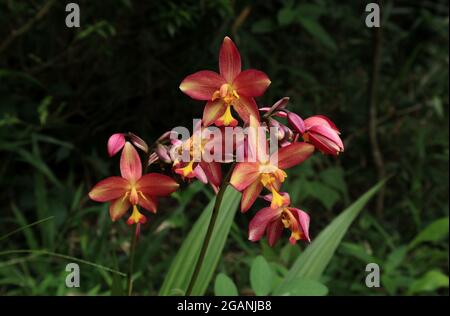 Primo piano di un grande gruppo di orchidee di maroon e viola, con fiori e boccioli di orchidee di colore giallo misto Foto Stock