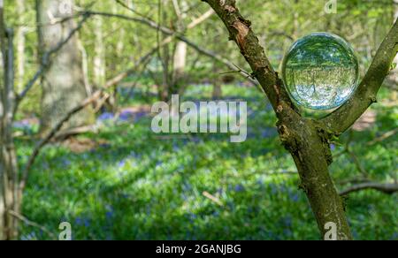 Crystal Photo Lens Magnifying Glass sfera sferica che mostra un'immagine capovolta di rami di alberi di bosco e Bluebells per macro ambientatori Foto Stock