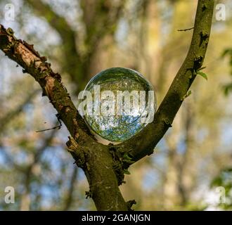 Crystal Photo Lens Magnifying Glass sfera sferica che mostra un'immagine capovolta di rami di alberi di bosco e Bluebells per macro ambientatori Foto Stock