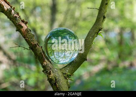 Crystal Photo Lens Magnifying Glass sfera sferica che mostra un'immagine capovolta di rami di alberi di bosco e Bluebells per macro ambientatori Foto Stock