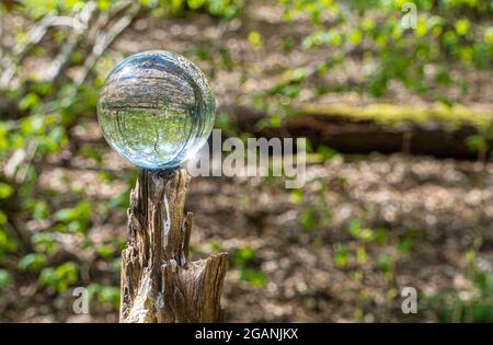 Crystal Photo Lens Magnifying Glass sfera sferica che mostra un'immagine capovolta di rami di alberi di bosco e Bluebells per macro ambientatori Foto Stock