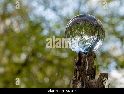 Crystal Photo Lens Magnifying Glass sfera sferica che mostra un'immagine capovolta di rami di alberi di bosco e Bluebells per macro ambientatori Foto Stock