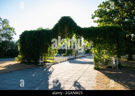 Pärnu, Estonia - 11 luglio 2021: Pergola bella e unica coperta di viti verdi a Pärnu Rannapark in estate. Foto Stock