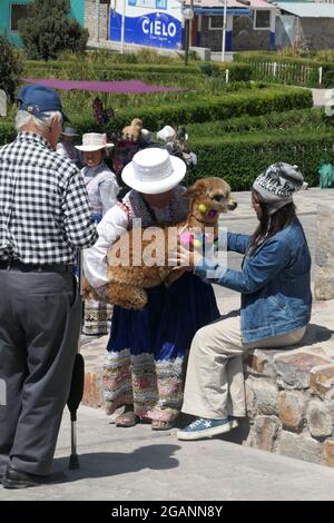 Alpaca in Perù essere tenuto da locali con cappelli foto seduta su un muro di pietra cappello grazioso bambino sud americano razza mammifero tipo soffice pelliccia marrone Foto Stock