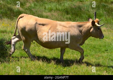 Aubrac razza mucca nel suo prato in libertà Foto Stock