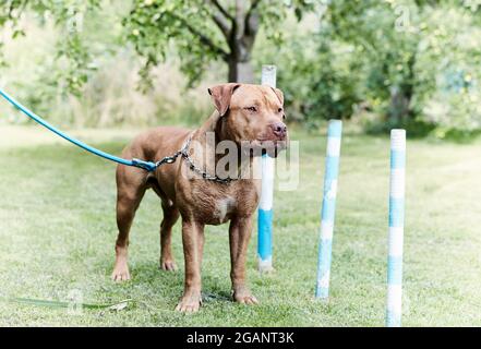 American pit bull terrier fuori. Primo piano. Foto Stock