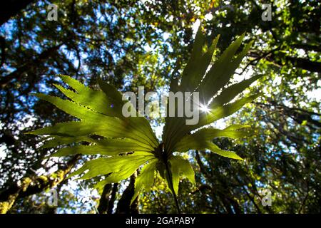 Vegetazione tropicale foresta a Giava Ovest Indonesia Foto Stock