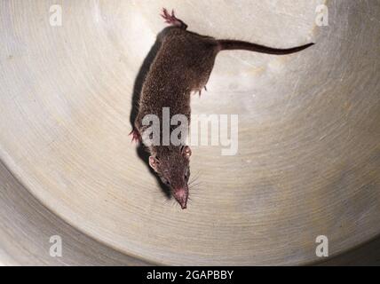 La casa asiatica shrew (Suncus murinus) si trova principalmente in Asia meridionale, ma ampiamente introdotto in tutta l'Asia e l'Africa orientale. Mentre corre fa un suono chattering che assomiglia al suono di jingling denaro, che ha guadagnato loro il nome di "denaro shrew" in Cina. La scoperta di un Coronavirus altamente divergente nella Casa asiatica Shrew dalla Cina illumina l'origine degli Alphacoronavirus, articolo di ricerca pubblicato nel Journal of Virology (Società americana per la Microbiologia) nel 2017. È una grande zampa con un forte odore di muschio e attivo durante la notte. È considerata una spe invasiva Foto Stock